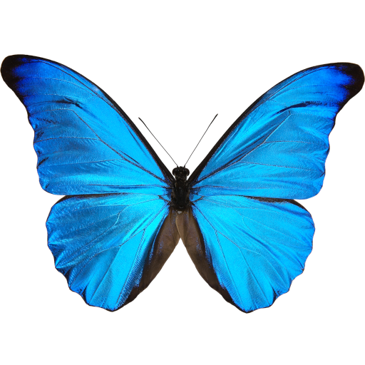 Cypris Butterfly